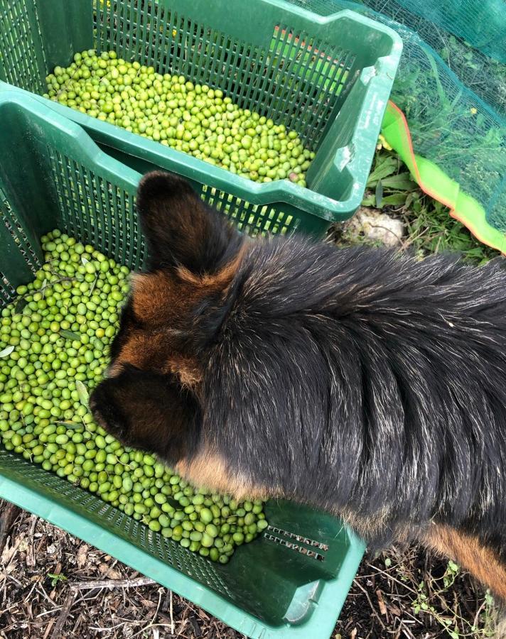 Agriturismo La Corte Del Sole Siena Eksteriør billede